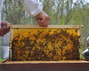 Honey production